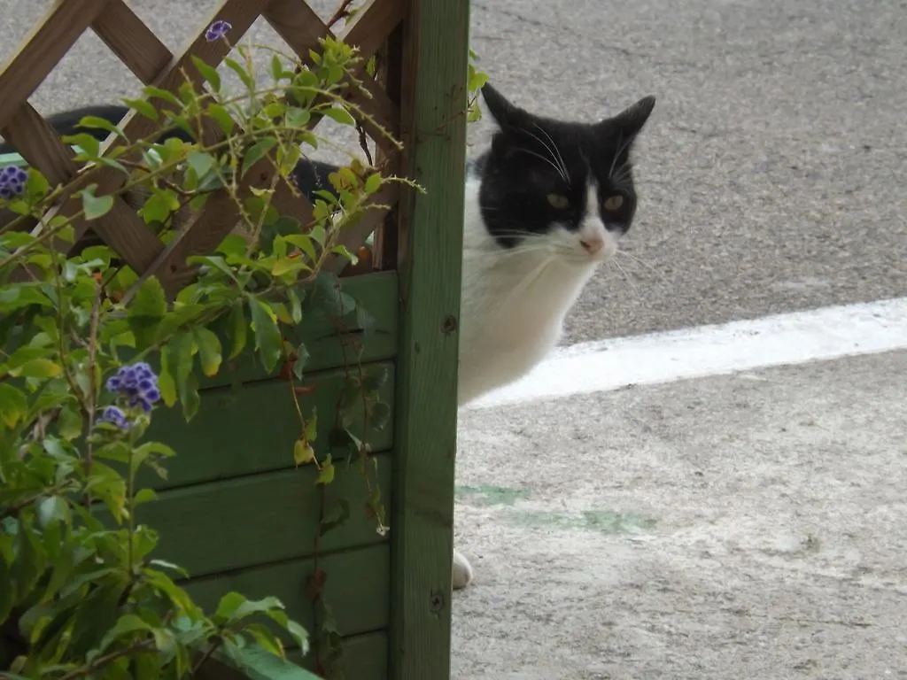 B&B Il Gatto Pescatore Stintino Alojamento de Acomodação e Pequeno-almoço