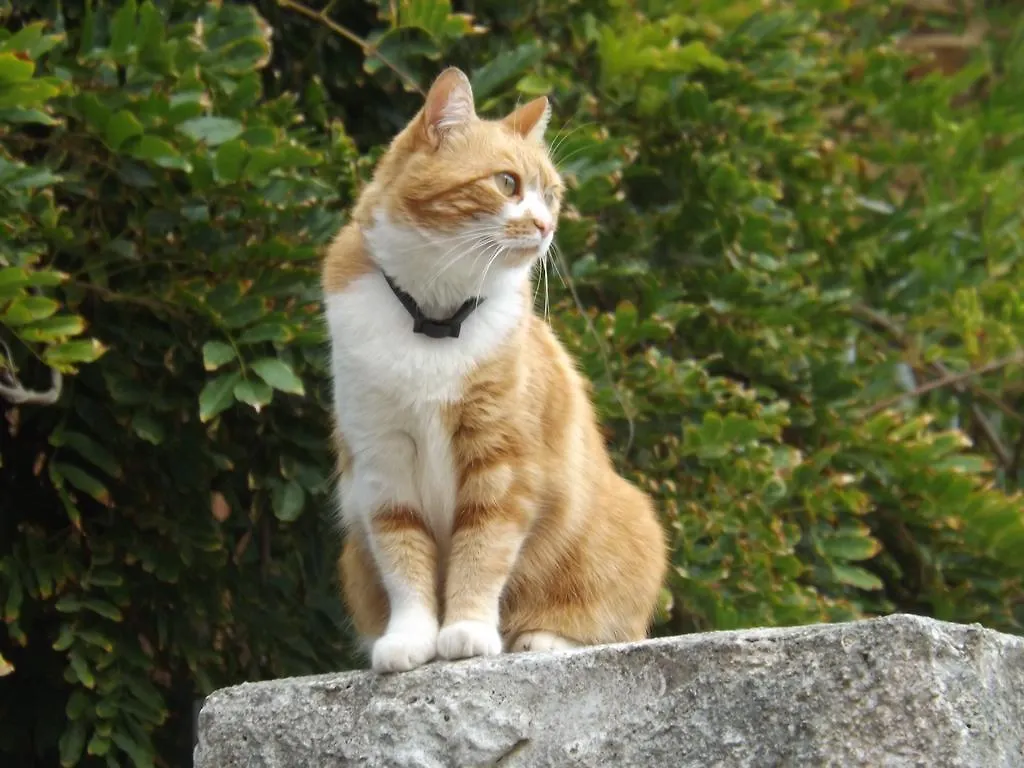 B&B Il Gatto Pescatore Stintino Itália